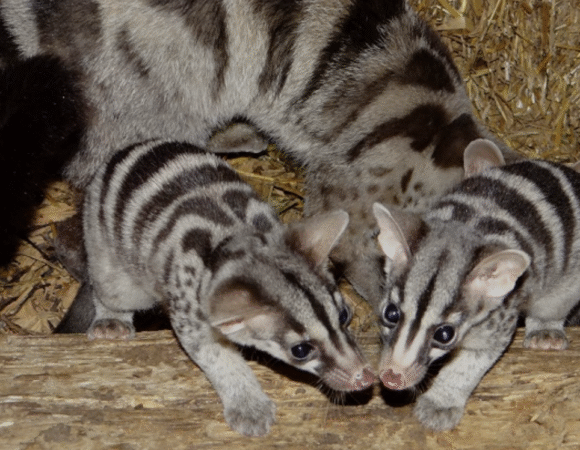 THE SCENT OF THE WILD: AFRICAN CIVET