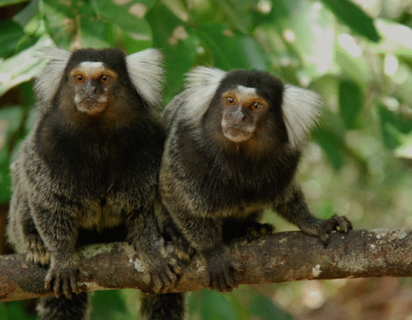 Did you know that twinning is rare and highly risky in large-bodied Mammals like elephants and giraffes?