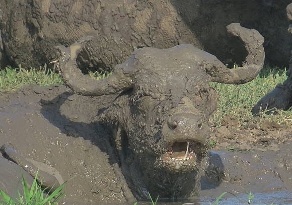 “WILD SPA OF THE SAVANNAH: DISCOVER UGANDA’S HEALING ANIMAL WALLOWS