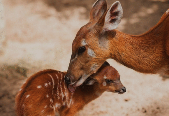The Life of Uganda’s Wetland Dweller, the Sitatunga Antelope