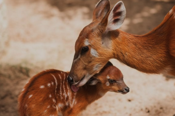 The Life of Uganda’s Wetland Dweller, the Sitatunga Antelope