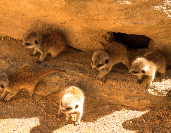 THE DESERT’S VIGILANT GUARDIANS: THE MEERKAT