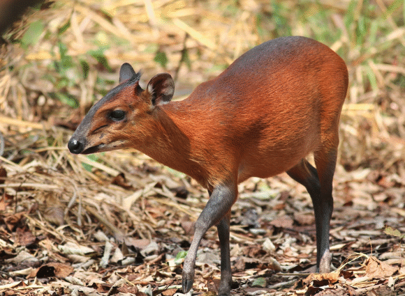 WHAT WHISPERS IN THE UNDERBRUSH? THE UNSEEN WAR OF AFRICA’S SMALLEST ANTELOPE.