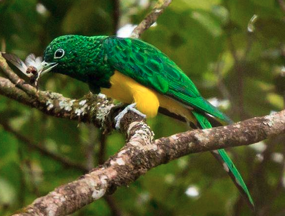 Song of the Emerald Spirit: A Journey into Uganda’s Forests