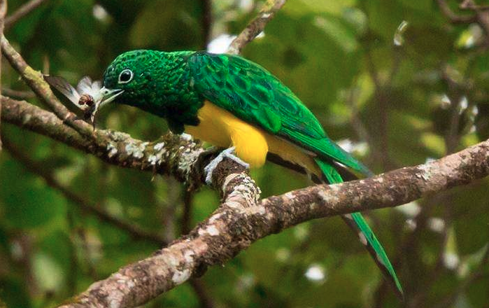 Song of the Emerald Spirit: A Journey into Uganda’s Forests