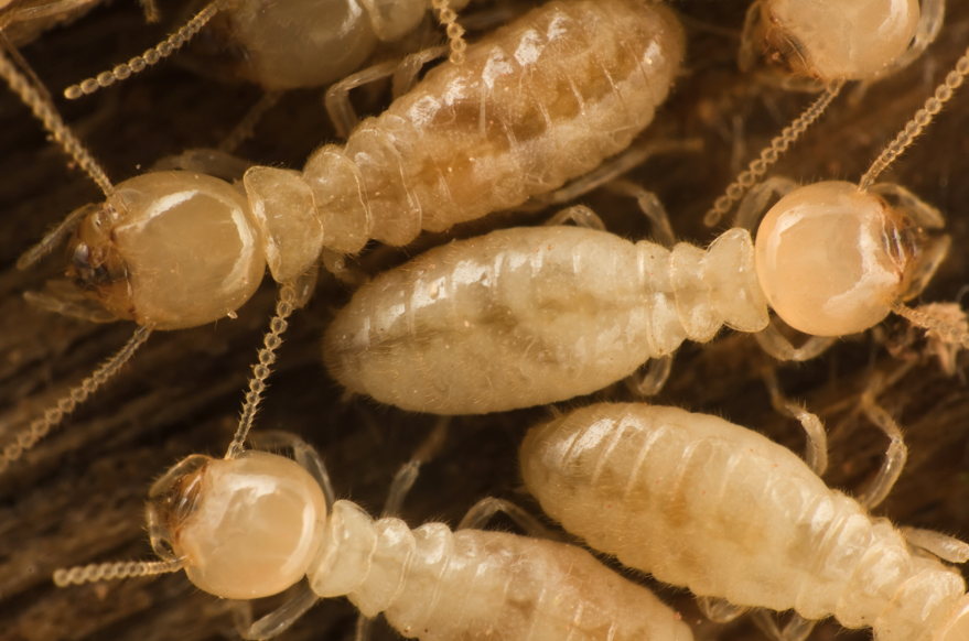 MORE THAN “WHITE ANTS” UNDERSTANDING TERMITES